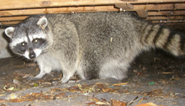 Orlando FL Raccoon Removal Resources - Humane Raccoon Removal