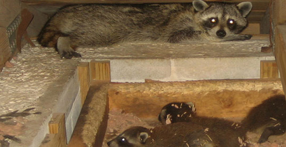 wildlife removal critters