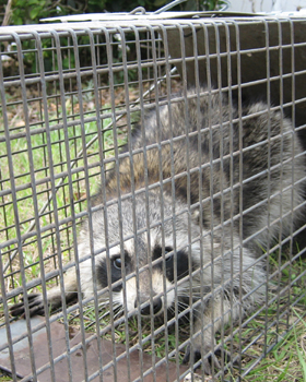 Raccoon Removal In Richmond Va Raccoon In Attic Va Wildlife Removal