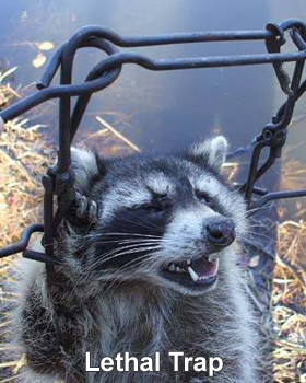 How To Kill Raccoons: Poison? - Humane Raccoon Removal
